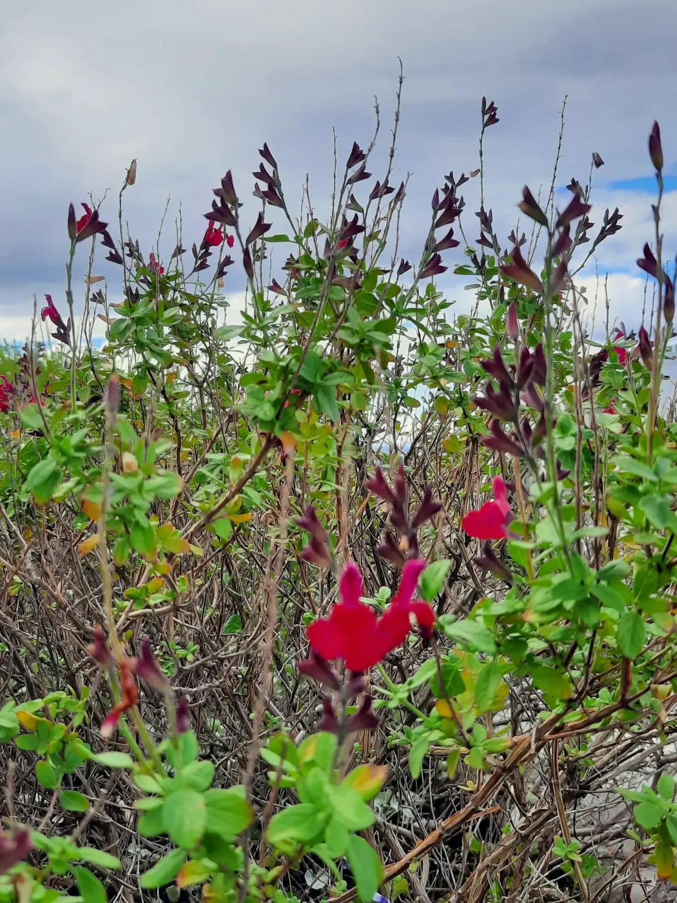 Pink flowers in the garden