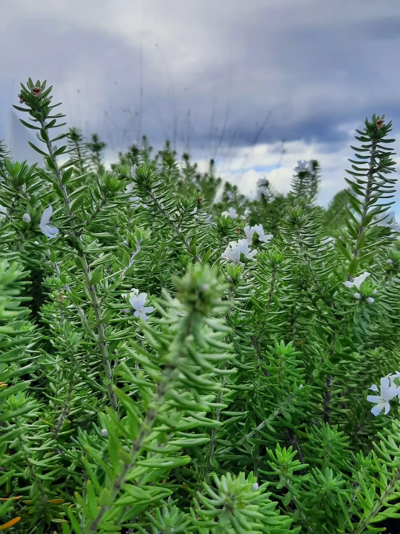 White flowers in the garden